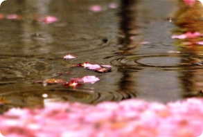 豊富な雨